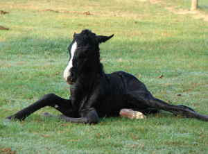 Nurse mare foals are born into a life of risk.